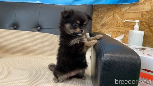 成約済の兵庫県のポメチワ:ポメラニアン×チワワ-329746の6枚目